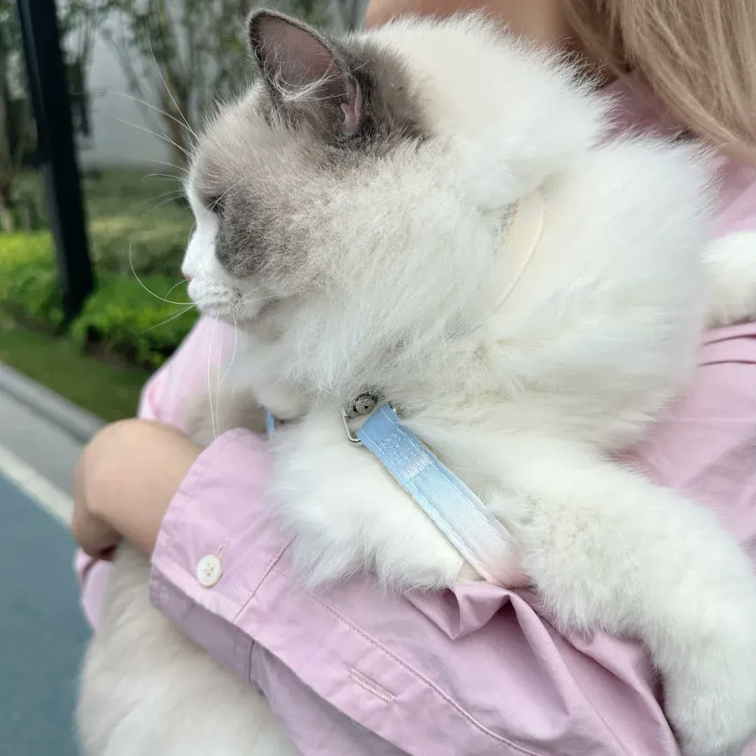 BerryMonsma's tweet photo. My rescue kitten who was scared of everything 3 months ago now greets me at the door with a purr and a toy. Little joys hit different! https://t.co/sVBT3FJa40