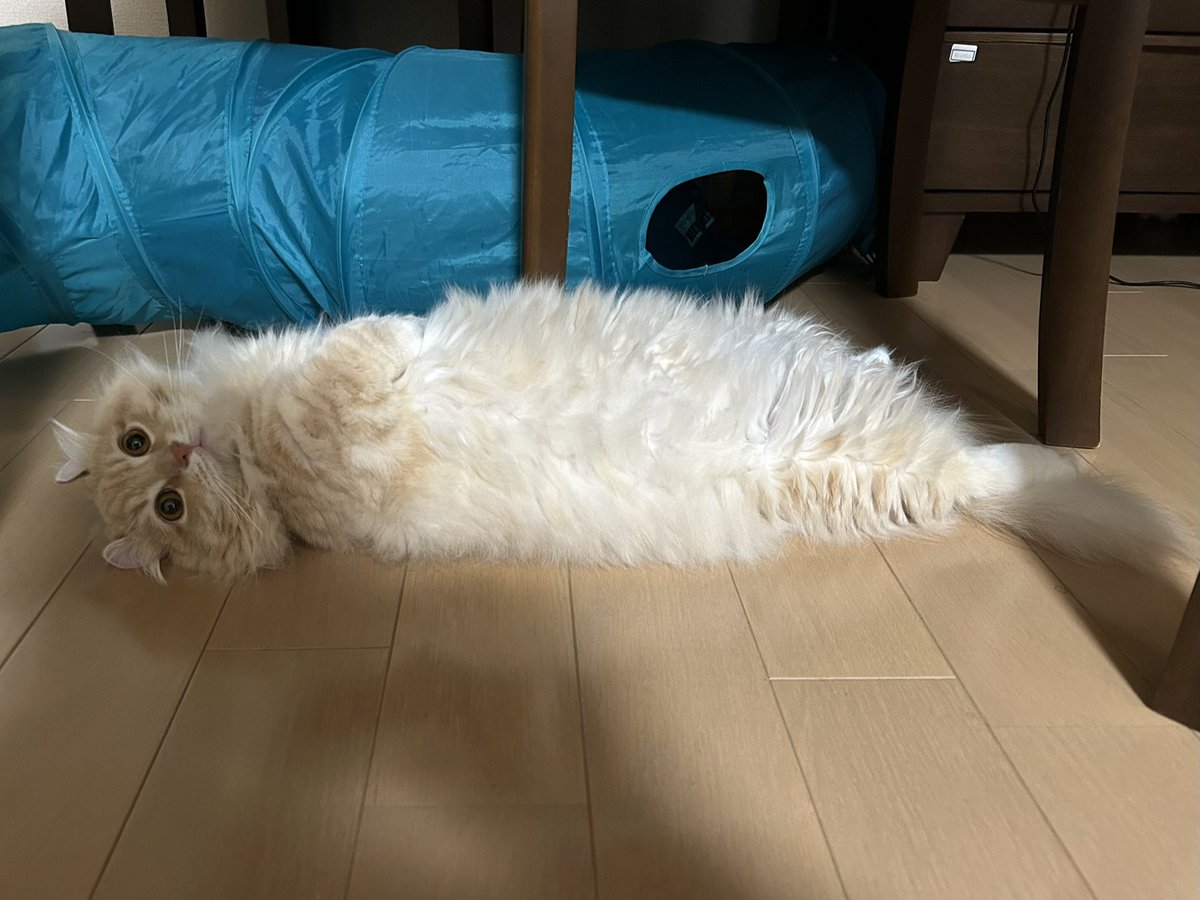 ちゃろこ🐈 tweet media