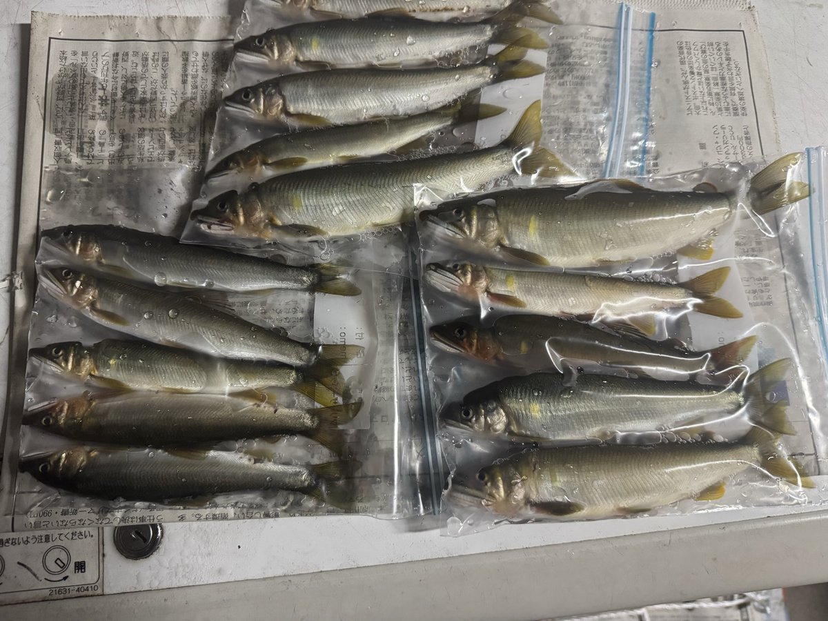 y0ozd's tweet photo. ニューロッドテストに雨覚悟で鮎釣りに☝️
オトリ屋のおっちゃんに、釣り荒れで厳しいって言ってた通り、厳しい一日でした。25ピキータ釣って、15ピキータお持ち帰りでした😄
#鮎釣り
#下野
#REGNAS VERSION https://t.co/S8ZY83wJm0