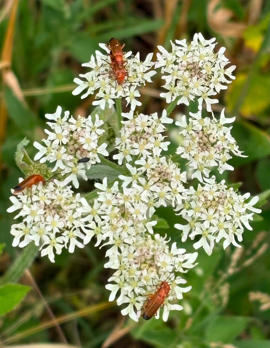 Orcinus68's tweet photo. Some more from this weeks wanderings... #MarbledWhite #LargeWhite #CommonRedSoldierBeetles #FieldScabious 😊 https://t.co/L1mGbXp7JG