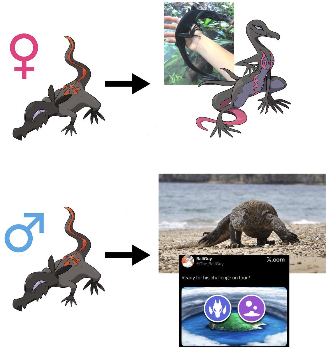 soulsilverart's tweet photo. Speaking of a new Komodo Dragon Pokémon in WIWA…what if it’s not a psuedo,but a male evo of Salandit!?

This line already has generic lizard shapes &amp; come from tropical islands

Lose the fire type for a hulking dragon &amp; male Salandit would finally get the treatment it deserves! https://t.co/1kb5Brd1xF