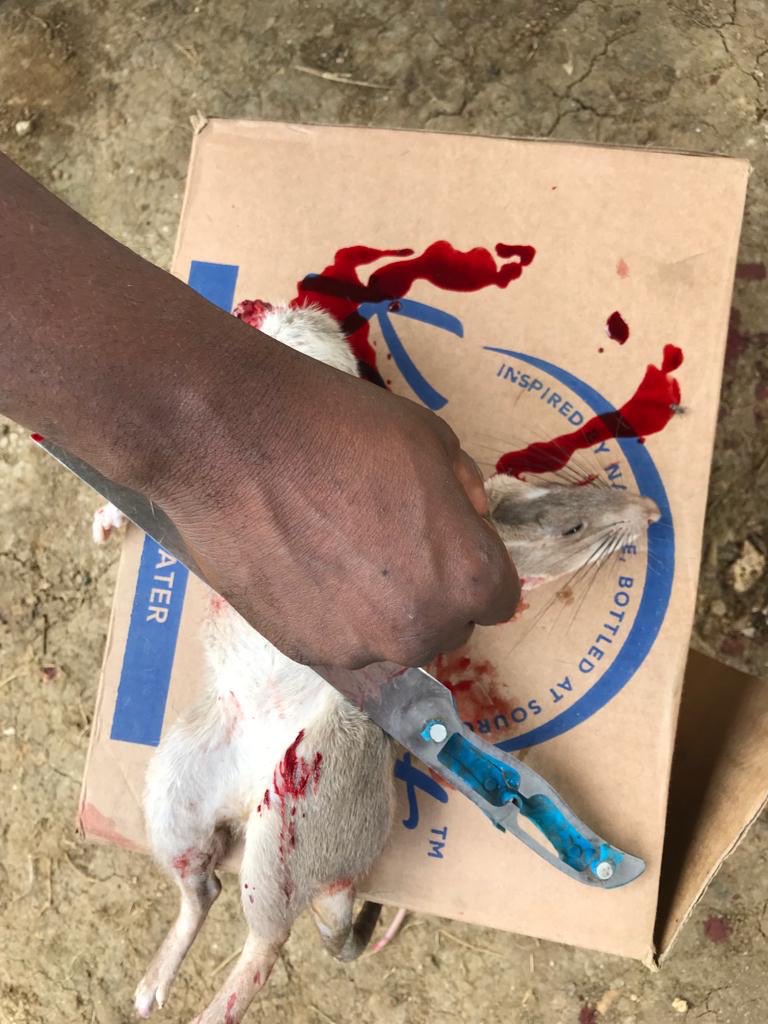 Kamnyeso's tweet photo. Kuma la mama yake kuuuuma! Mimi mwema? Mimi sio mwema kabisa.

Huo ubinadamu mnaozungumzia nyie mimi sina🤩🫵 https://t.co/dojRCS8HAV