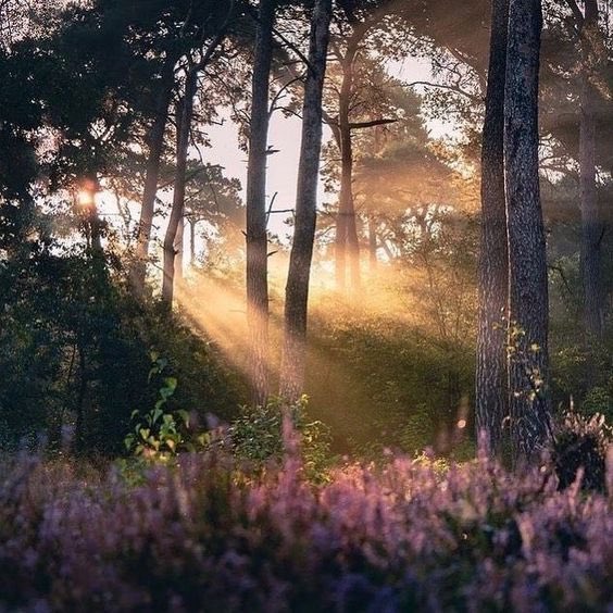 bloomele_'s tweet photo. enchanted forest https://t.co/u0WNhQ3Kdj