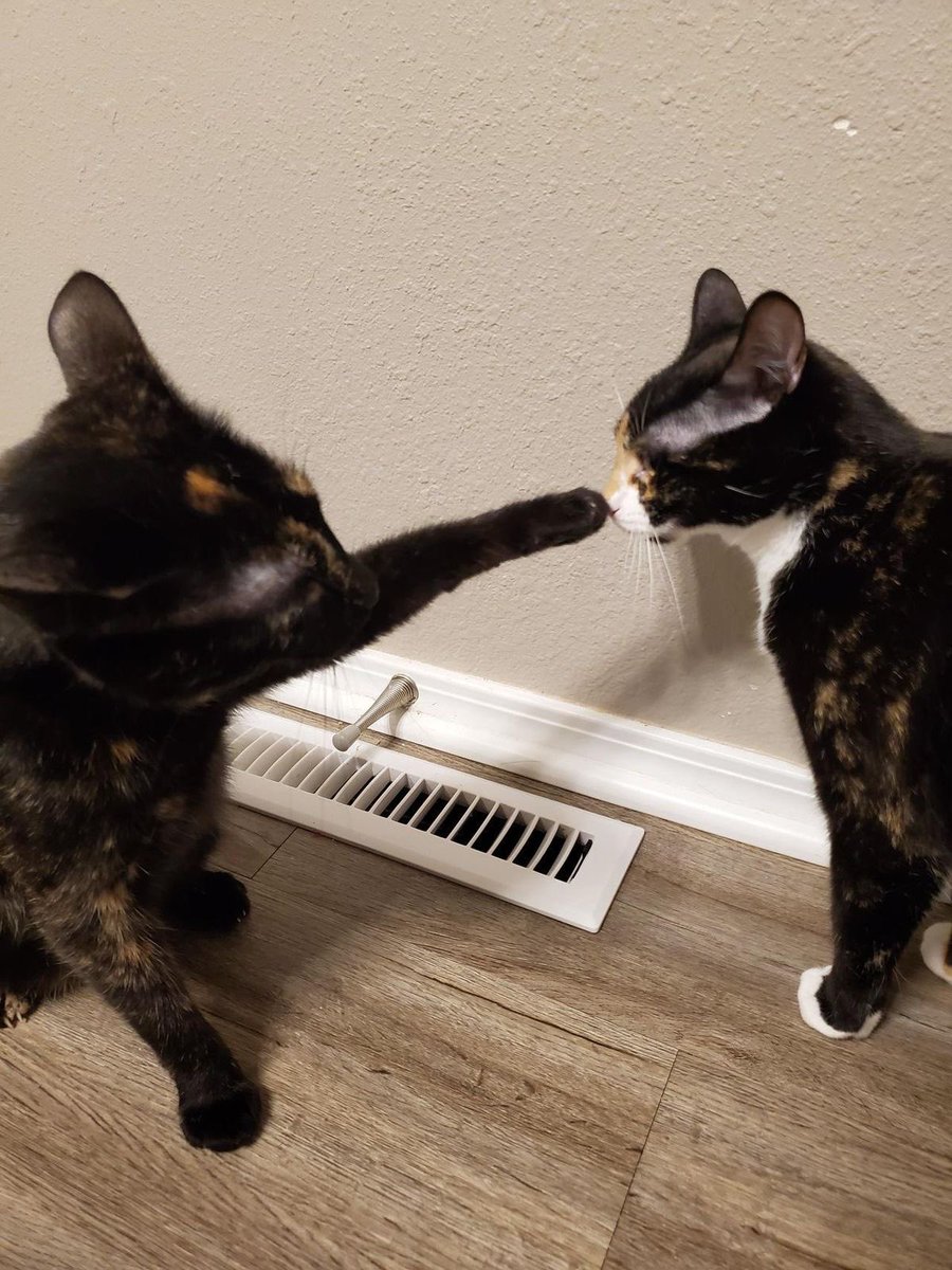 cZerCats's tweet photo. https://t.co/zvTq1sOUnz