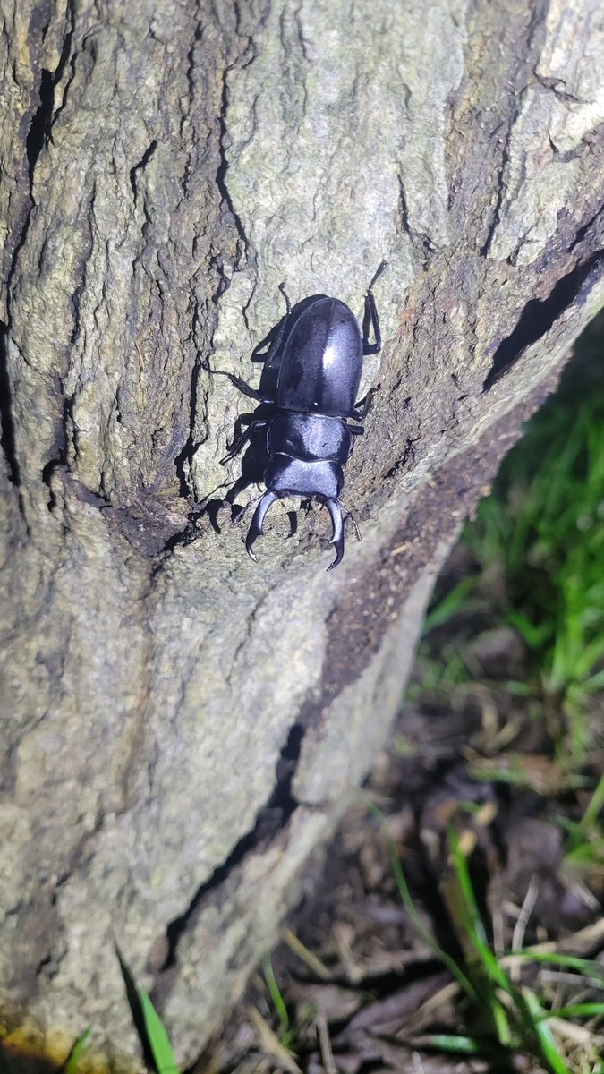 tmtmtm0601's tweet photo. 夜の昆虫採集楽しすぎる🤣
今日はなかなかイケメンの
コクワガタくんと
コカブトかな？？
がおりました😊 https://t.co/dL15yIPgks