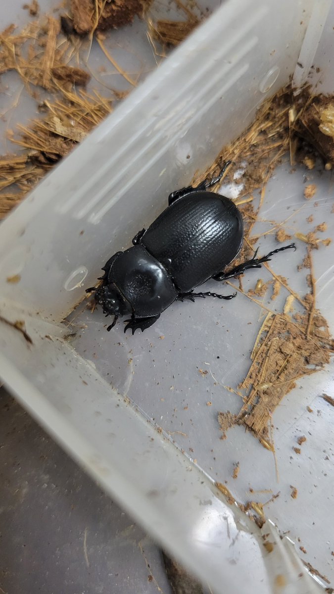 tmtmtm0601's tweet photo. 夜の昆虫採集楽しすぎる🤣
今日はなかなかイケメンの
コクワガタくんと
コカブトかな？？
がおりました😊 https://t.co/dL15yIPgks