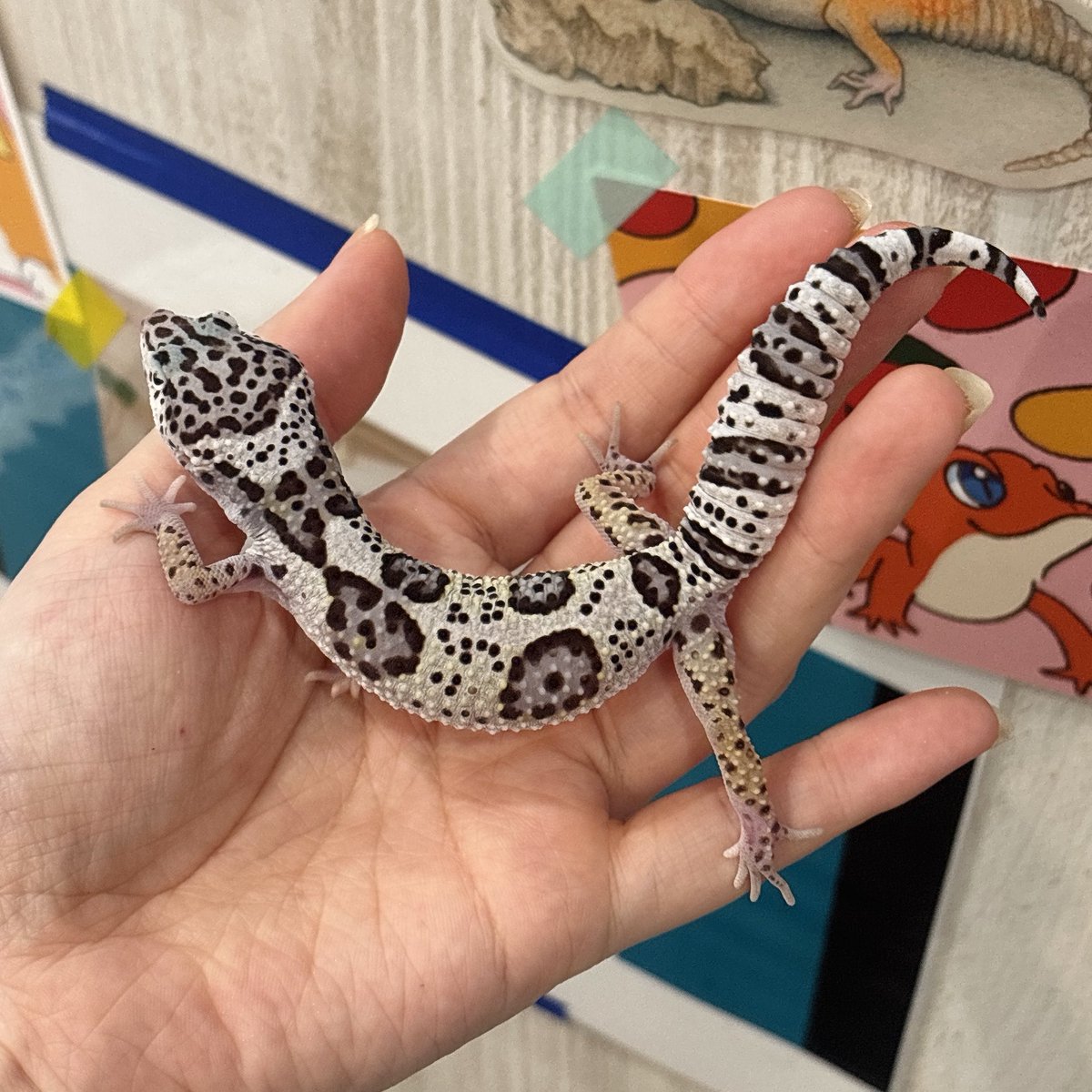 LUCKUP_yosshi's tweet photo. つい先日までベビーサイズだったんだけどな…

#ヒョウモントカゲモドキ #レオパードゲッコー https://t.co/4cfo0jrR8c