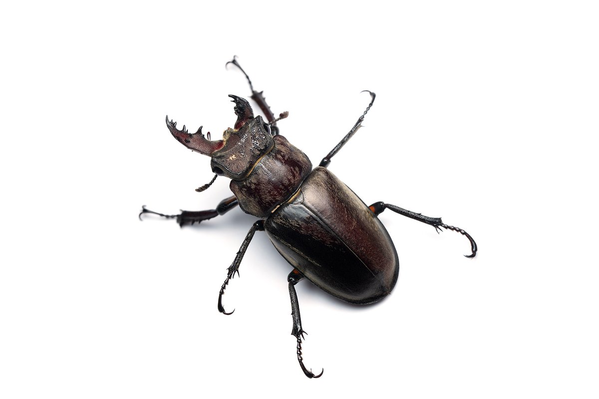 Anaciaeschna_'s tweet photo. Lucanus dybowskyi dybowskyi Parry, 1873 雌雄モザイク

韓国で確認された3例目の個体になります。
採集した瞬間はあまりにも嬉しくて、本当に久しぶりに一人で歓声を上げてしまいました。 https://t.co/0VhgGskvay