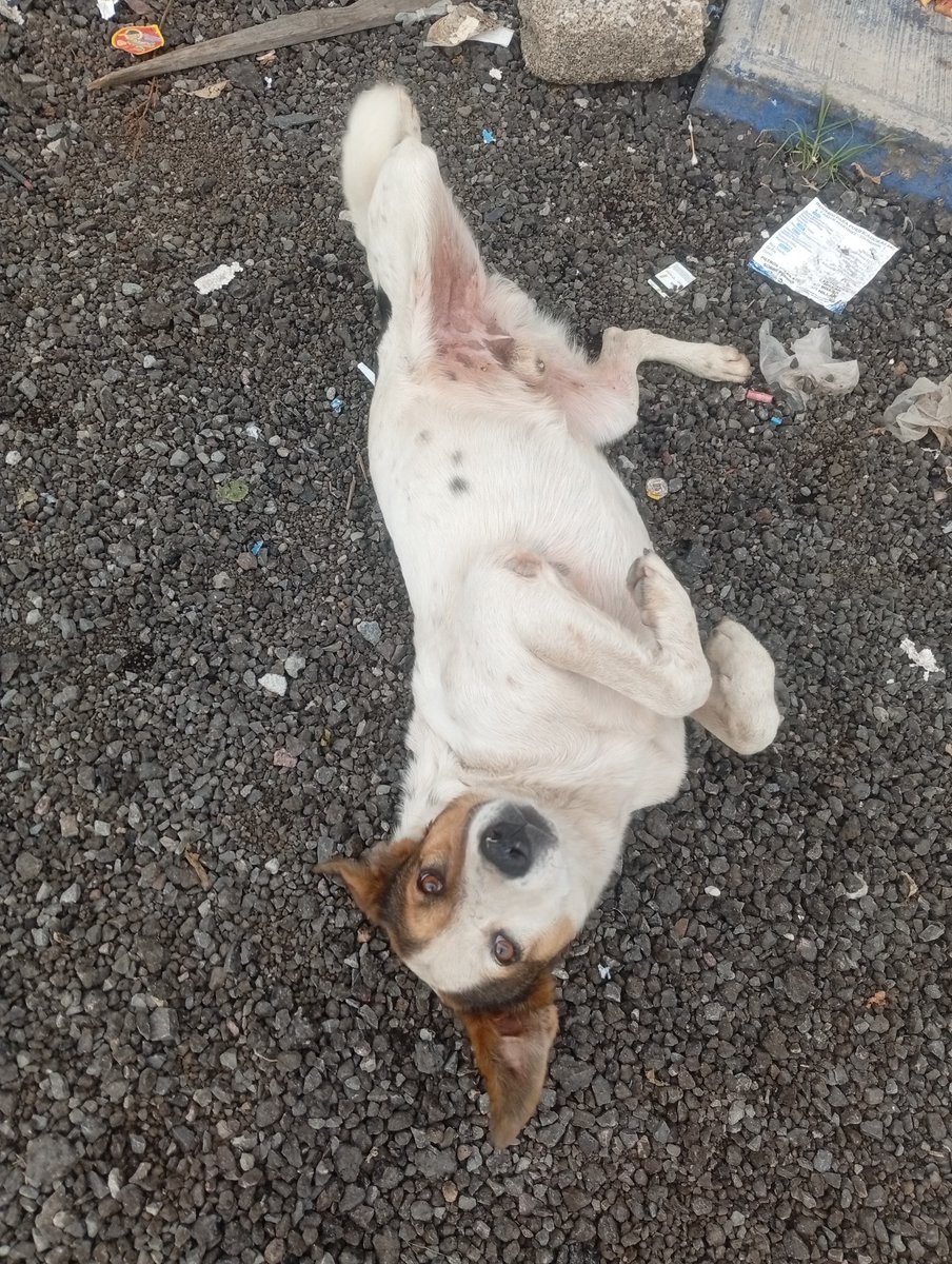 Ari_Arciniega6's tweet photo. Abandono Triste y que duele , a mí paso encuentro estás caritas que a pesar de la calle se muestran alegres tan solo por recibir 1 caricia y 1 poco de alimento.Tu también puedes crear la diferencia donando croquetas e igualmente decidiendo brindar resguardo a 1 de ellos 🐕Edomex https://t.co/nmLd0sL1vL