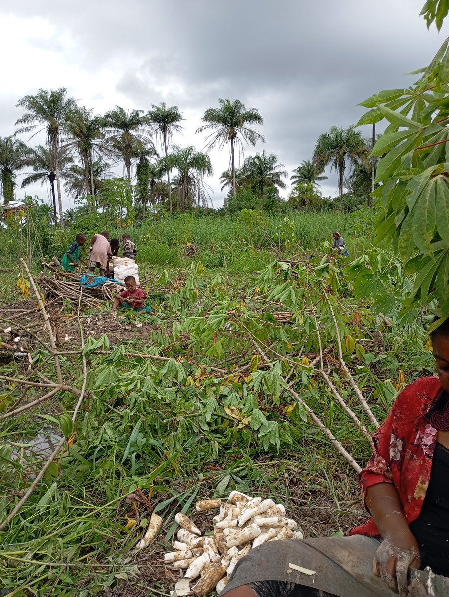 frofoun_p's tweet photo. Chief Cassava farm. I have started uprooting. Drop your requests.
Minimum of one basket 
For my X mutual 
Remember to drop location @prietyella @Adhekunbi @AdenipekunAyod1 https://t.co/lxtZTBoemt