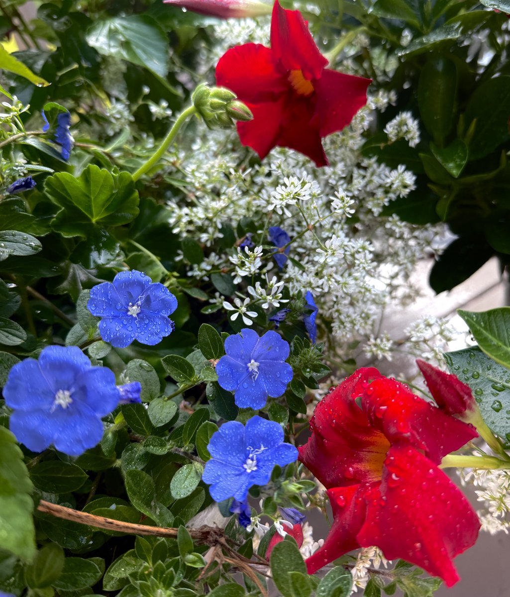 idpharmd's tweet photo. Happy 250 🇺🇸 USA My patriotic flower garden https://t.co/djObsahEDy