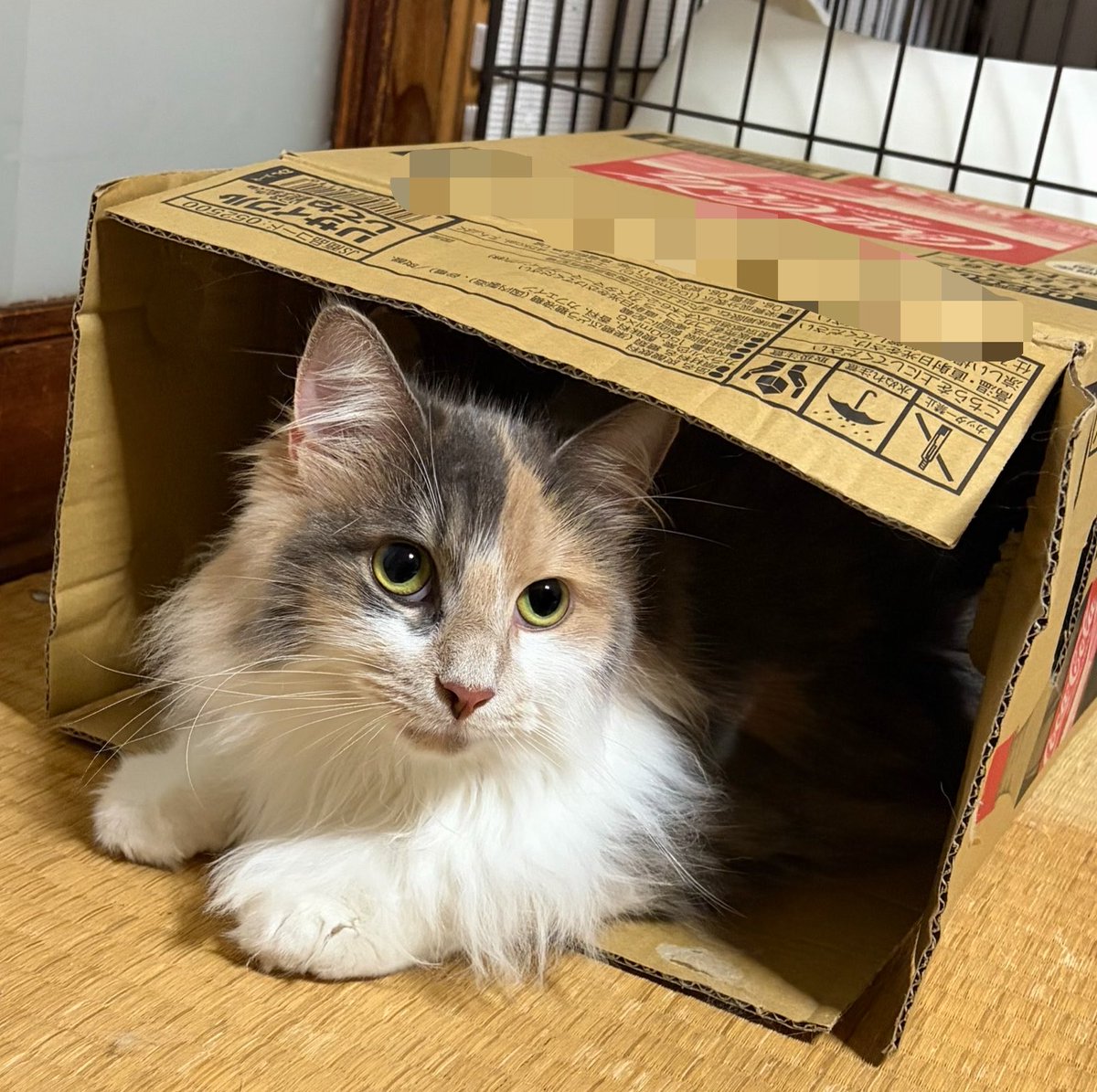 071_4741's tweet photo. かわいい https://t.co/X1OqDjEPl0