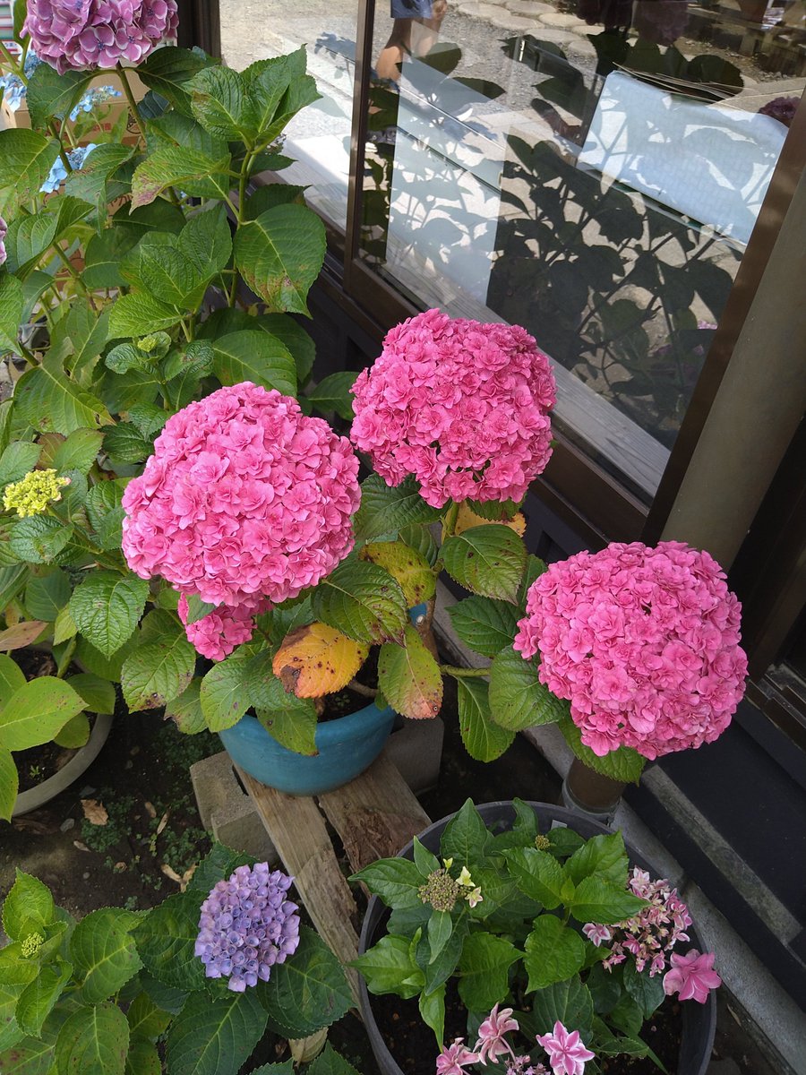 DINOFever240's tweet photo. 早朝サイクリングからの紫陽花見物の日でした。
サイクリングは、ゆるゆるペースで約70kmほど。

次回は単独で、別の紫陽花スポットへ行ってまいります。
起伏の激しいコースになりそうです() https://t.co/mjHCob0HRp