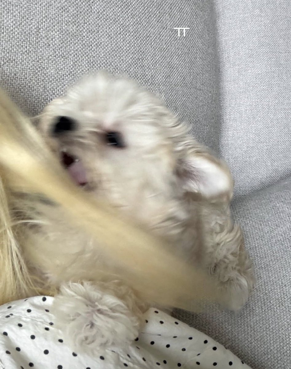 meongmung_01's tweet photo. 김민정이 찍은 뽀뇨 모든 사진이 다 아르르.... 거리고 잇음ㅋㅋㅋㅋㅋㅋㅋ https://t.co/WAUqo0wd5K