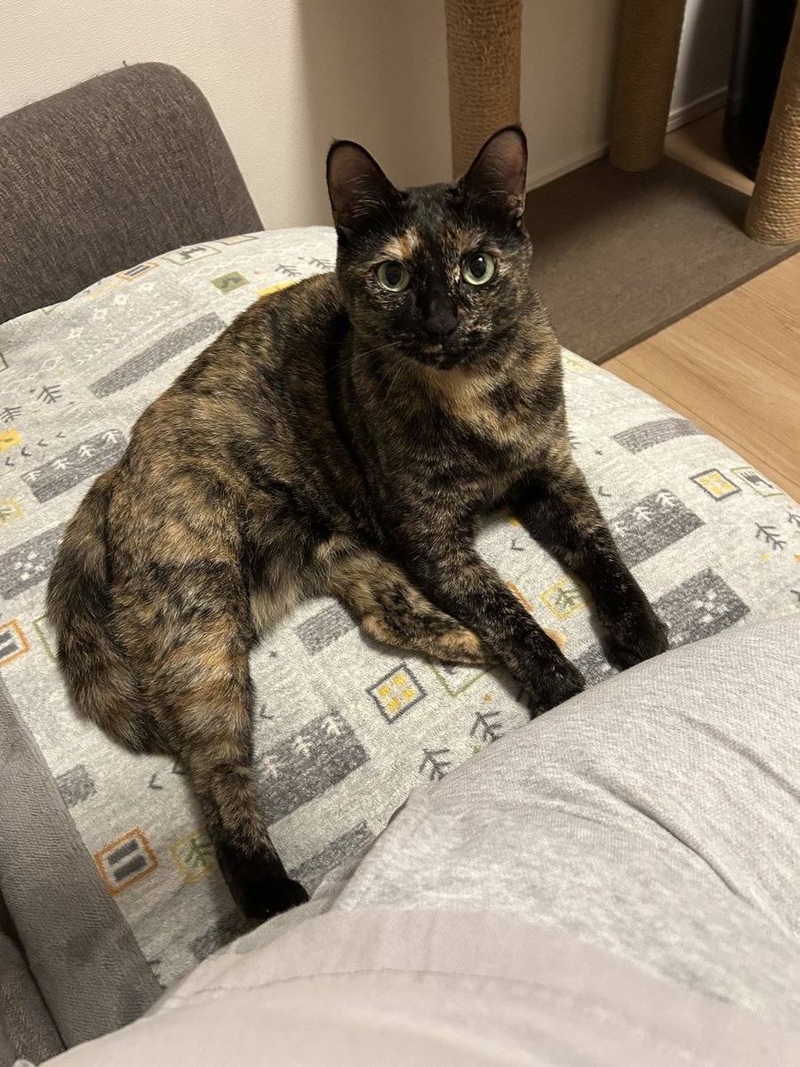 黒猫ロンとサビ猫ラムとお母さん tweet media