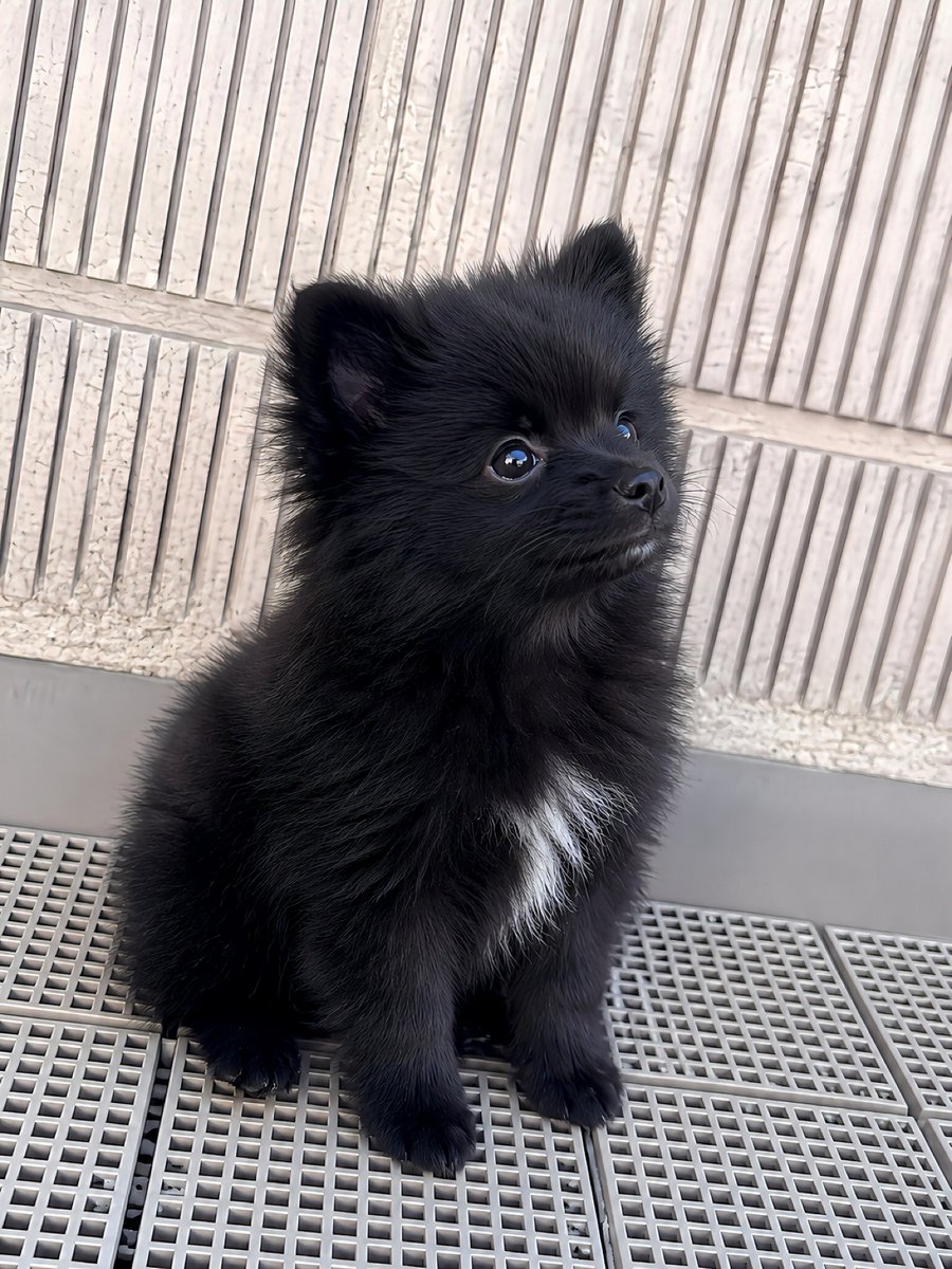 noah_blackfox's tweet photo. うちのポメラニアン
成長というよりポケモンの進化なんだが… https://t.co/1fORYjK1pS