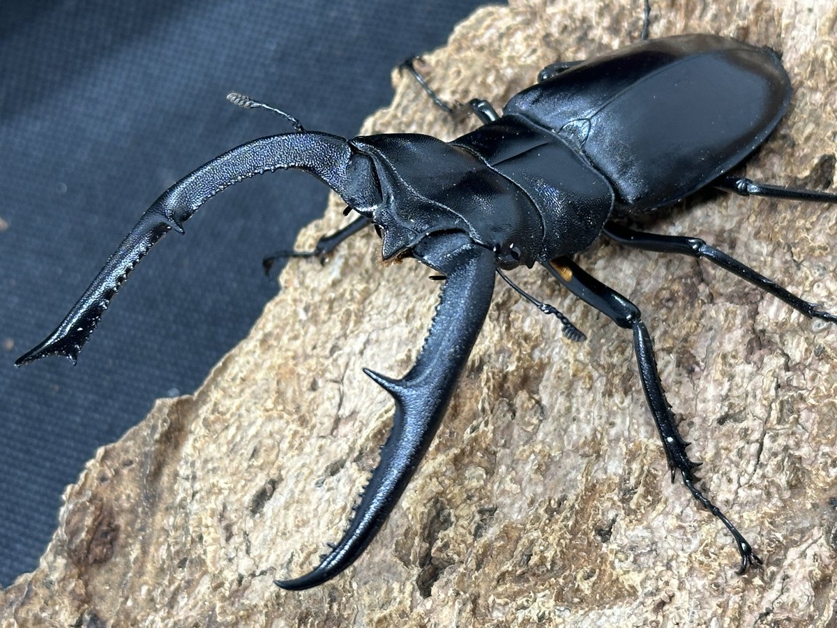 donguri648's tweet photo. インドネシア野外生体、北海道産ミヤマクワガタ入荷致しました。

マンディブラリス100upや80upラコダールツヤ、100upコーカサス、ローゼンベルグオウゴンオニ他、各種ヒラタクワガタなど。

北海道産65mm UPエゾ型ミヤマ。

Youtubeショート動画更新いたしました。
不思議な色のパプアキンイロです。 https://t.co/meTqye9FWc