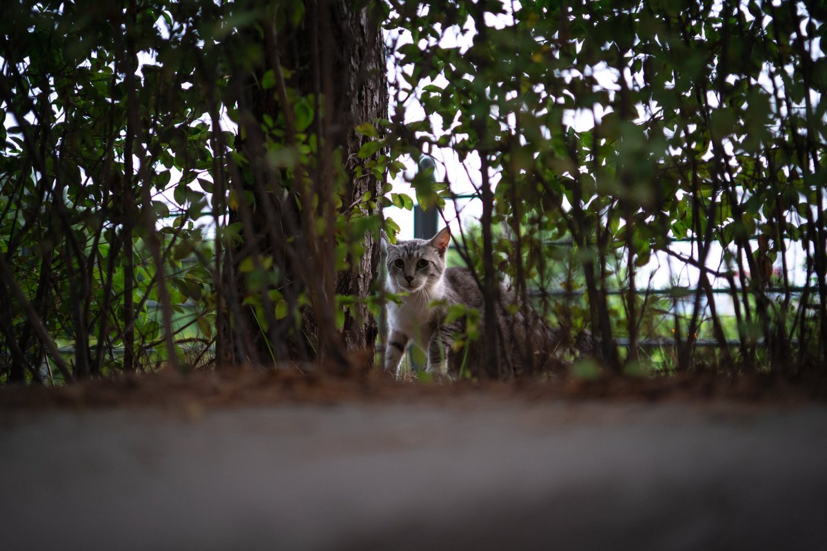 silver10293's tweet photo. 길가다가 누워있는 고양이 보고 놀라서 서로 놀란 상태 https://t.co/nuVwywYIdD