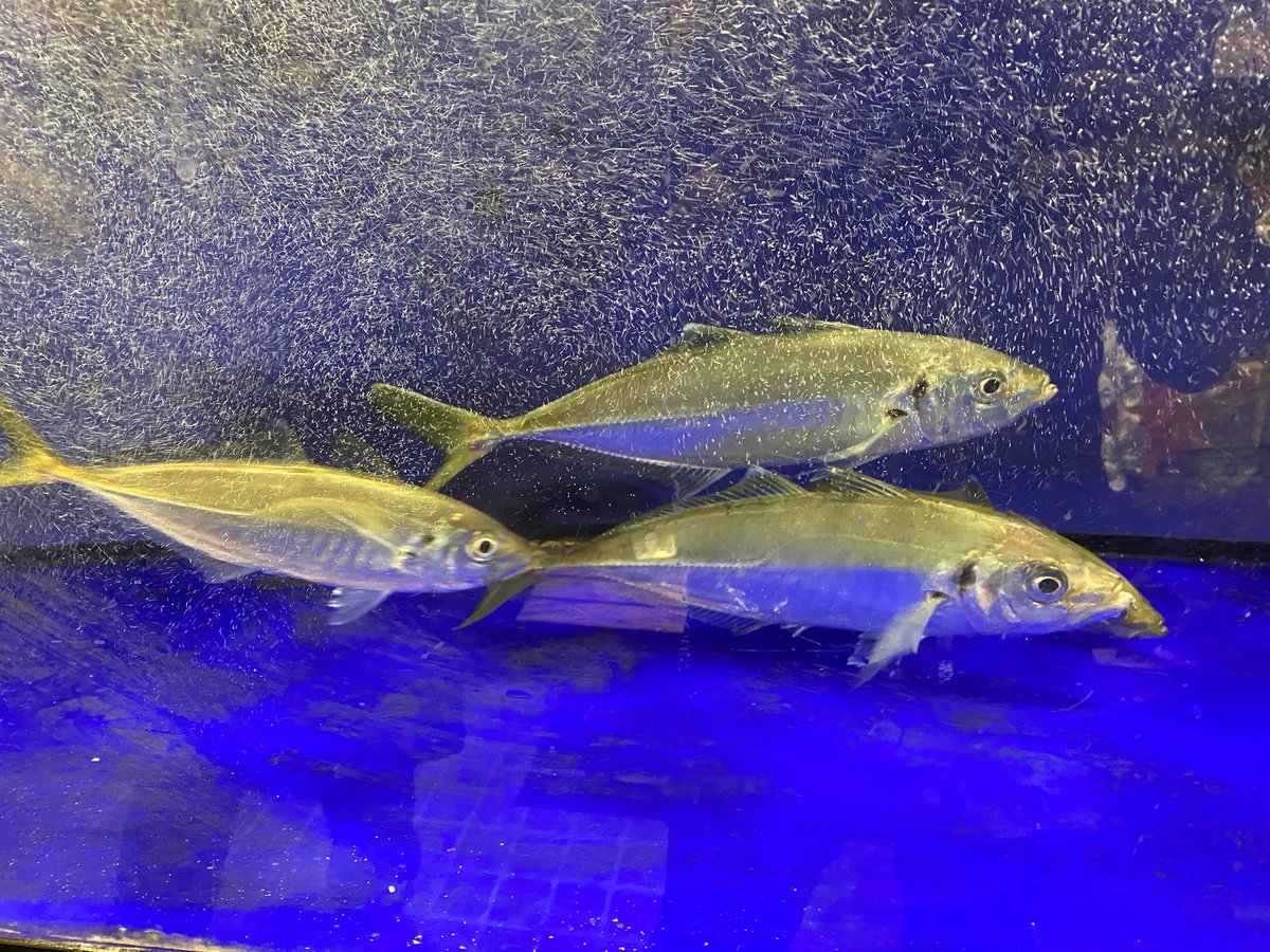 umedanakazaki's tweet photo. 梅田で海鮮居酒屋をお探しなら「てつたろう」へ！

本日のおすすめは
【泳ぎアジの姿造り】

水槽で元気に泳いでいるアジを姿造りに
骨だけになってもピクピクしてる抜群の鮮度

ビールとの相性も抜群
衝撃のアジをぜひ！

中崎町駅すぐ／梅田駅徒歩5分
宴会・飲み会にもおすすめ！ https://t.co/m18CcjkzV1