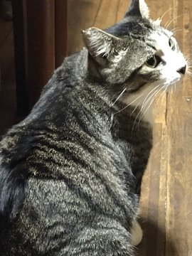 CandayLuna's tweet photo. おはようございます😊
午前4時06分より１時間前に起きてます
電気つけたとたん
安心の猫ちゃんラッシュ(笑)🐱💕
今日もよろしくお願いします🌿🐰🌿 https://t.co/HAksicQ5iO