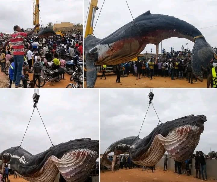 ebalemozindo's tweet photo. #RDC: #KONGO #CENTRAL
Le cadavre de la baleine échouée sur les côtes de Muanda a été évacué ce jour. L'imposant mammifère a quitté la cité balnéaire pour subir une expertise médicale approfondie. Ce transfert, réalisé dans le strict respect des protocoles sanitaires et environnementaux, précède son inhumation sur un site dédié, sécurisé par les autorités compétentes.