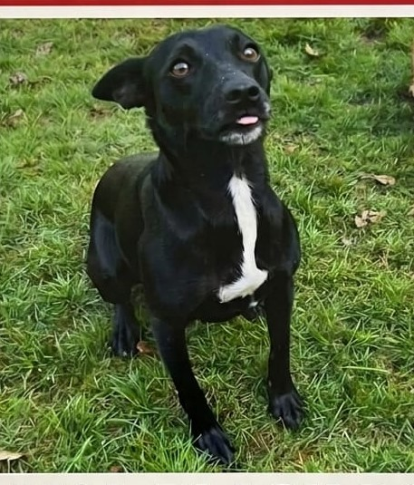 millypod1's tweet photo. 🆘3 JULY 2026 #Lost Belle #ScanMe #STOLEN??
Pinscher: Miniature Female
Report of 2 lads putting her in a Nissan Car
#Huntington #Cannock #Staffordshire #Staffs #WS12
https://t.co/y0DkKeUWCF https://t.co/f5RYgrQ3dU