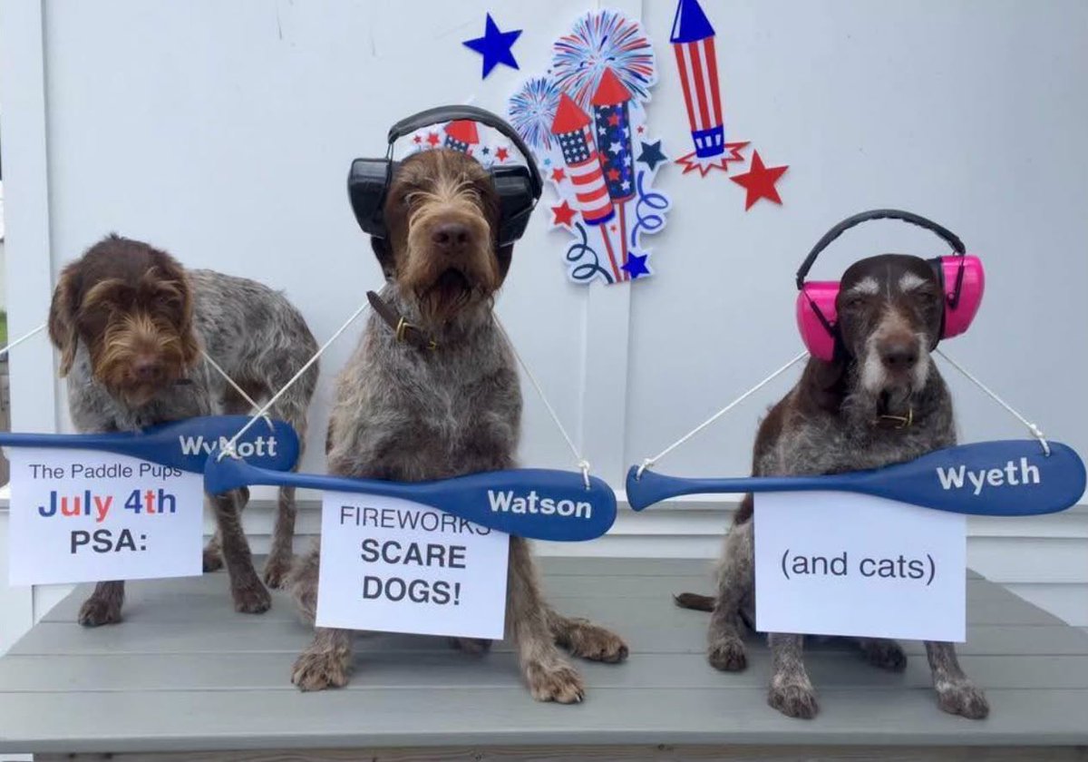 onwithjohnwx's tweet photo. A Paddle Pups PSA from @thebluepaddle - fireworks are scary for your pets.  Leave them in the house.  It's much safer and more comfortable for them. https://t.co/Vvbf6bkqfz