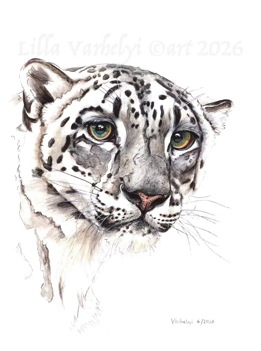 LillaVarhelyi's tweet photo. Mein neuer Schneeleopard fertig☺️
Tusche auf Bütten, 31x23 Verfügbar
Referenz: Teresa S
My new inkdrawing "Snowleopard" for Sale
#snowleopard #schneeleopard
#drawings #wildlifeart #raubkatzen #artforsale #art #bigcats
#kleineKunstklasse #catart
#originalart #originaldrawing https://t.co/go0F1IsXio