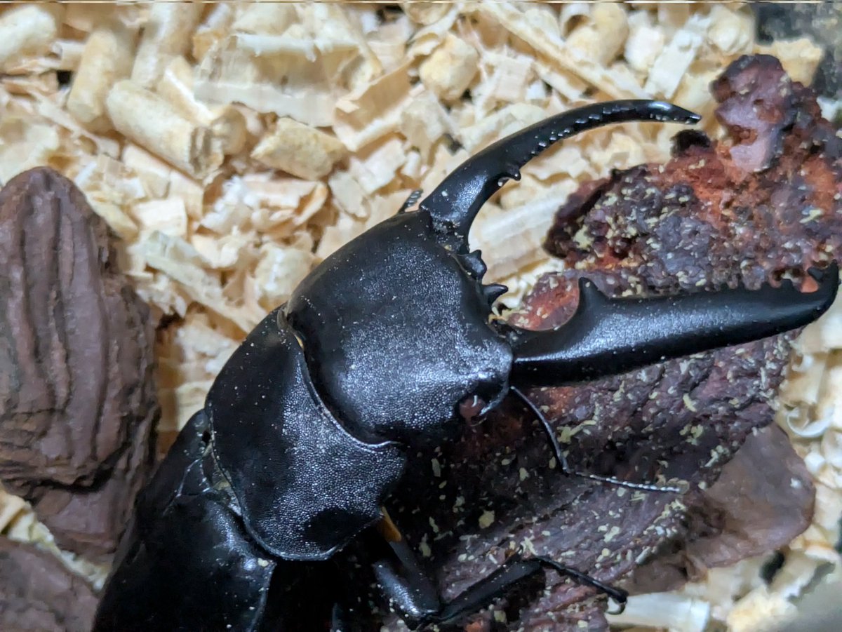 dorcus_lab's tweet photo. お気に入り美形パラワン https://t.co/lCHrOyPLDM