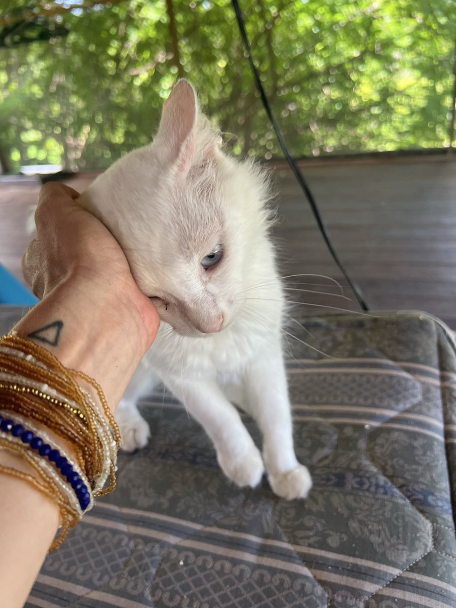 firulaisasalvo's tweet photo. Vine a ver a Duquesita 
Es una belleza 
Tengo que encontrarle casa pero primero conseguir llevármela a la Cdmx 🥹 https://t.co/qx9yLAjGnn