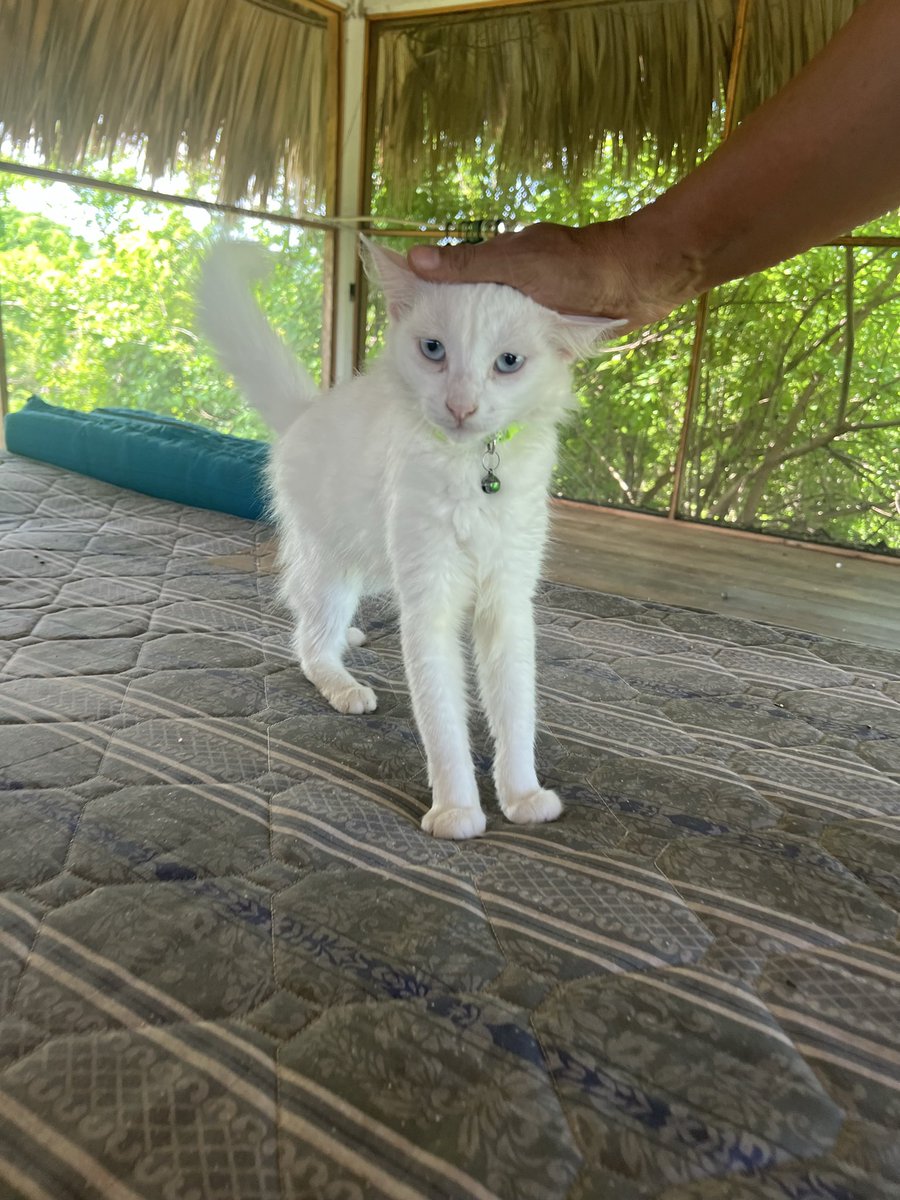 firulaisasalvo's tweet photo. Vine a ver a Duquesita 
Es una belleza 
Tengo que encontrarle casa pero primero conseguir llevármela a la Cdmx 🥹 https://t.co/qx9yLAjGnn