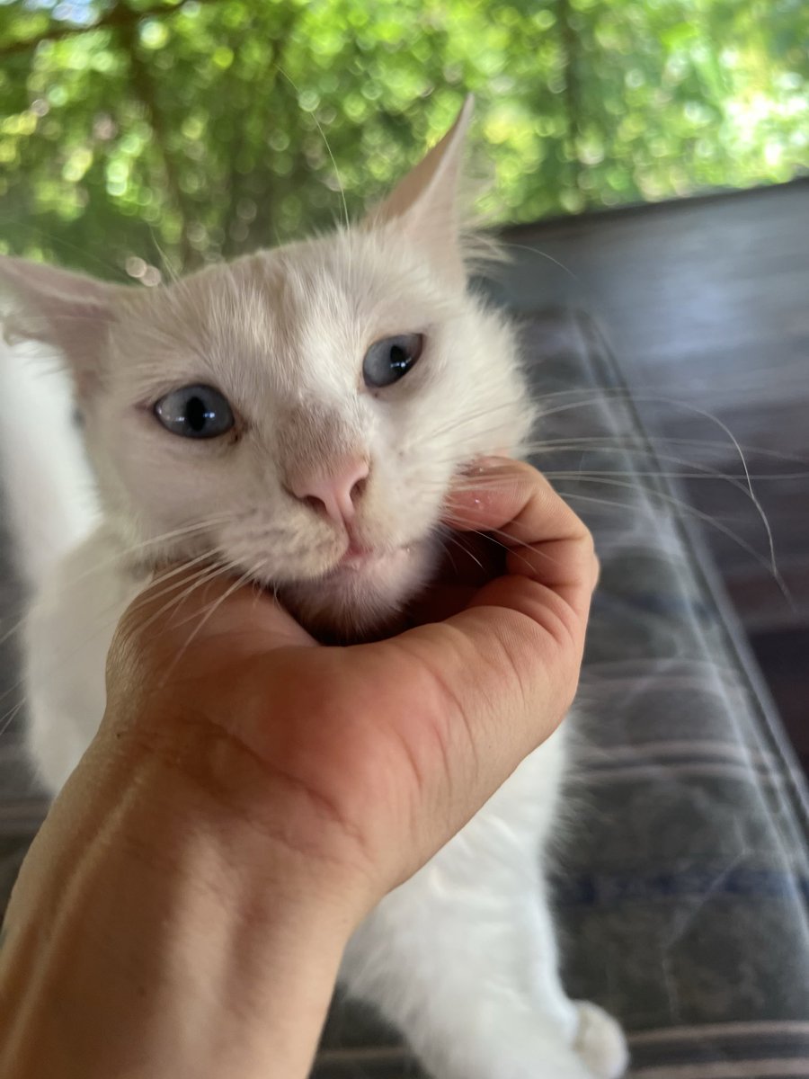 firulaisasalvo's tweet photo. Vine a ver a Duquesita 
Es una belleza 
Tengo que encontrarle casa pero primero conseguir llevármela a la Cdmx 🥹 https://t.co/qx9yLAjGnn
