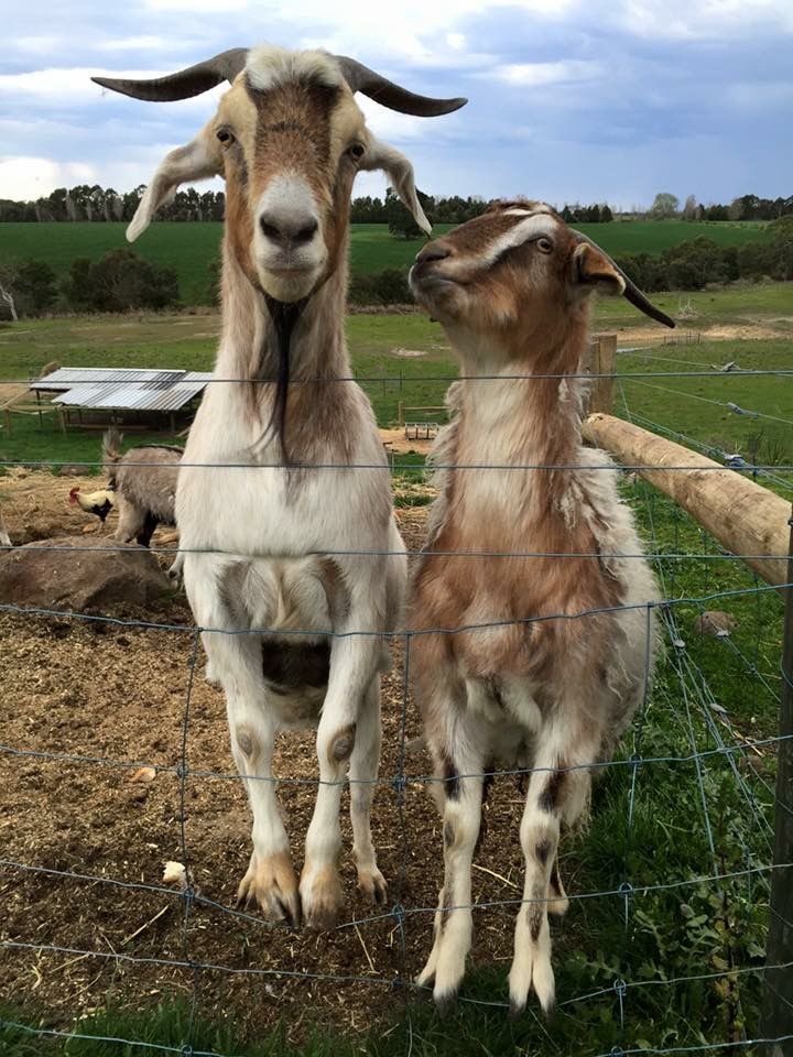 apokuna as goats tweet media