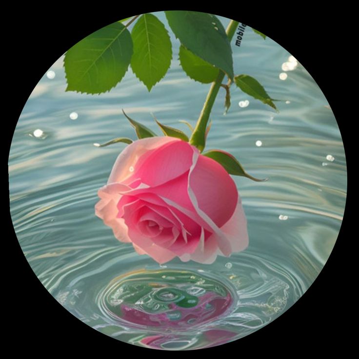 Sultanimli's tweet photo. Çölde serap görür gibi hayalinle beslenir ruhum...🌹🌹🌹

Allahümme Salli Âlâ seyyidinâ Ve Alâ Ali Seyyidinâ Muhammed https://t.co/Mip7vZ3Hjq