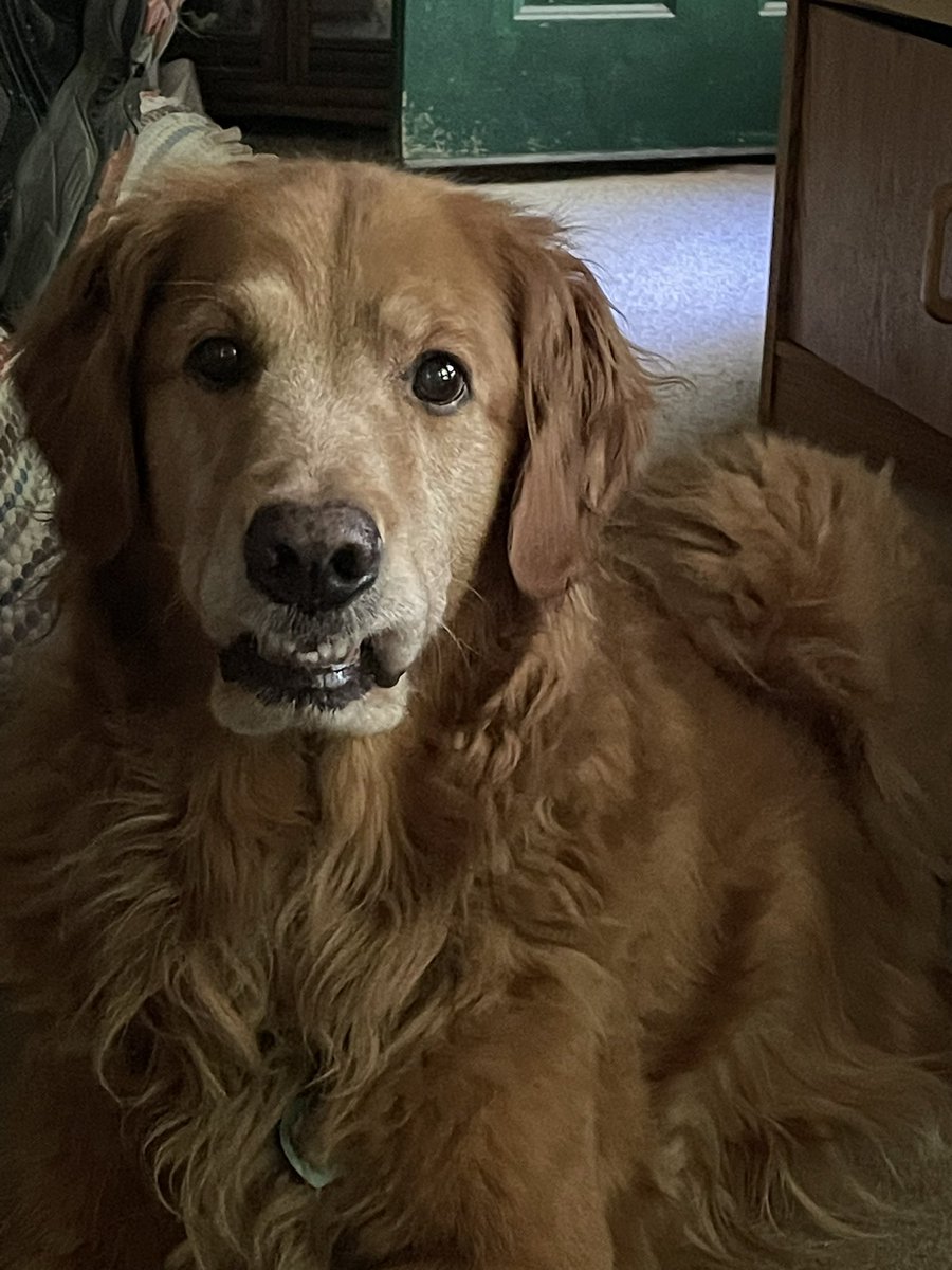 JanMcLa96148225's tweet photo. I’m independent already!! But I wish all of my friends a Happy Independence Day!!!
     Triscuit the Free https://t.co/reTcthJ6ff