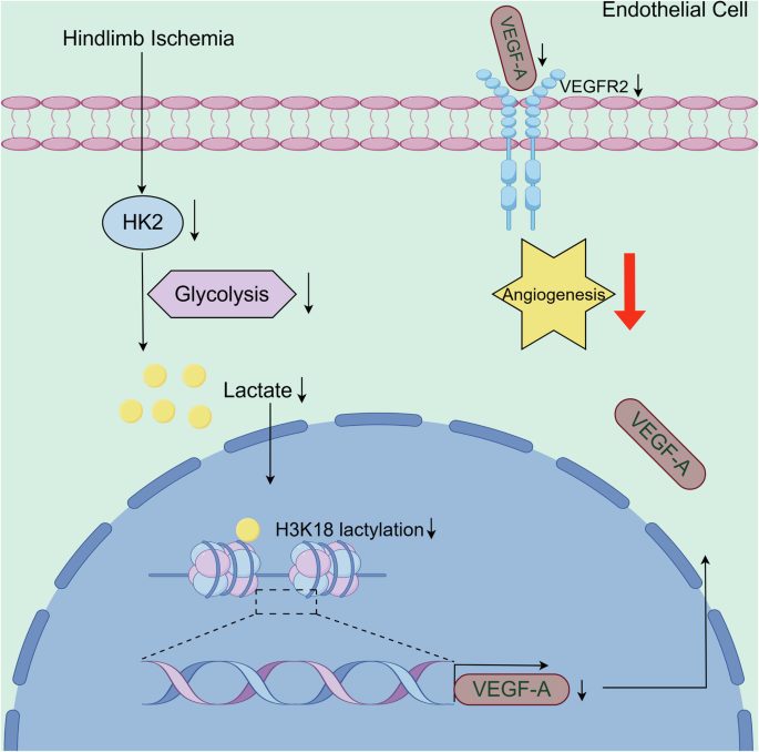 CommsBio's tweet photo. HK2 promotes angiogenesis through H3K18 lactylation in peripheral arterial disease: Communications Biology, Published online: 28 May 2026; doi:10.1038/s42003-026-10293-xHK2 regulates angiogenesis in PAD via H3K18 lactylation; SIRT2 inhibition restores… https://t.co/d2pyr7GdoT https://t.co/UO2qrlHIk9
