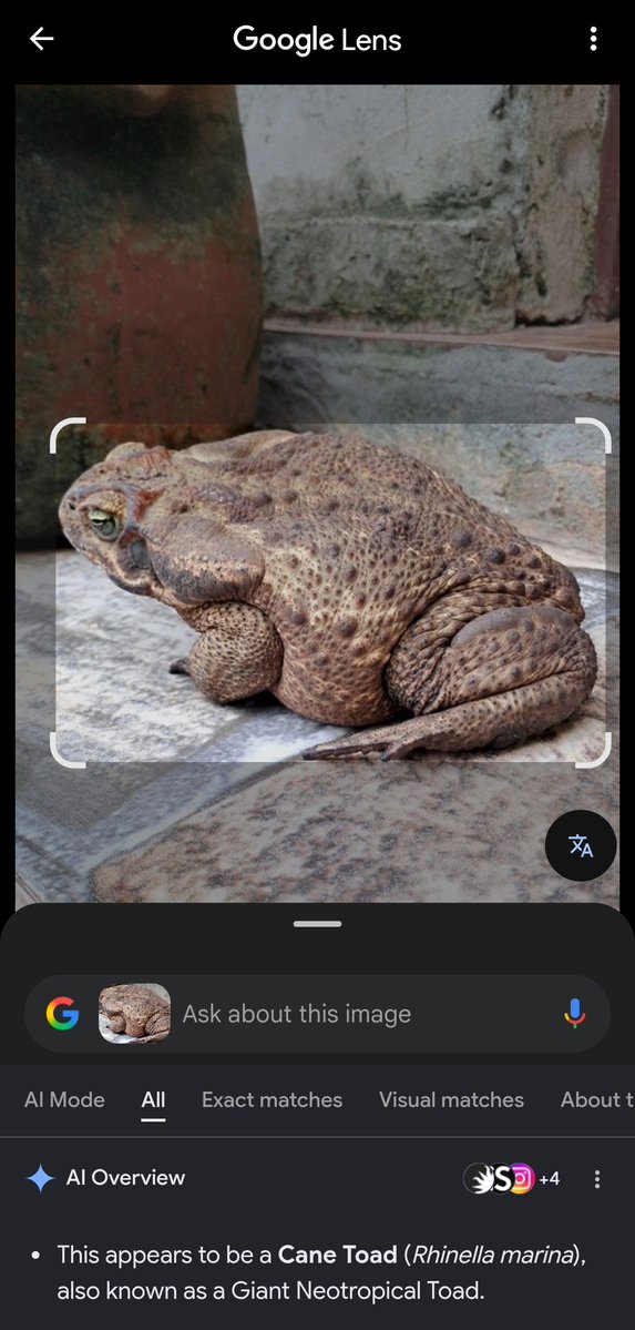 Wayy_de's tweet photo. @arojinle1 I do mistake frog and toad. Frog is the non poisonous right? https://t.co/b5s6MqTCH4