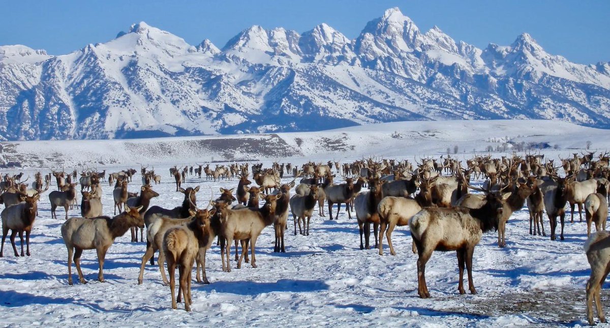 RodeoProfessor's tweet photo. America 250 | Our largest elk herd is the Jackson Elk Herd at the National Elk Refuge in WY. They migrate seasonally summering in Grand Teton NP, wintering at lower elevations. These elk belong to you. Father of the National Wildlife Refuge system is Teddy Roosevelt of course. https://t.co/ZhF7vJmvpN