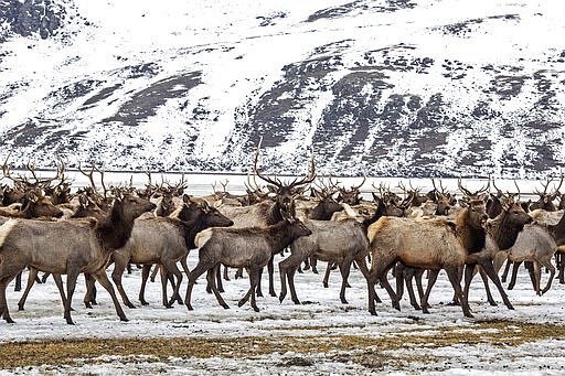 RodeoProfessor's tweet photo. America 250 | Our largest elk herd is the Jackson Elk Herd at the National Elk Refuge in WY. They migrate seasonally summering in Grand Teton NP, wintering at lower elevations. These elk belong to you. Father of the National Wildlife Refuge system is Teddy Roosevelt of course. https://t.co/ZhF7vJmvpN