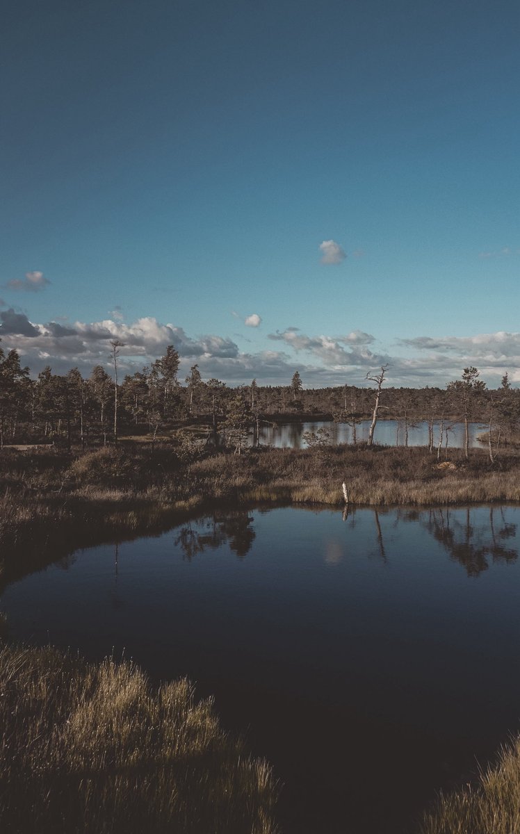 KrisKuroni's tweet photo. It’s swamp land! Evenings at the swamp can be fun too 😄🌿 https://t.co/Afun5V3Gzy