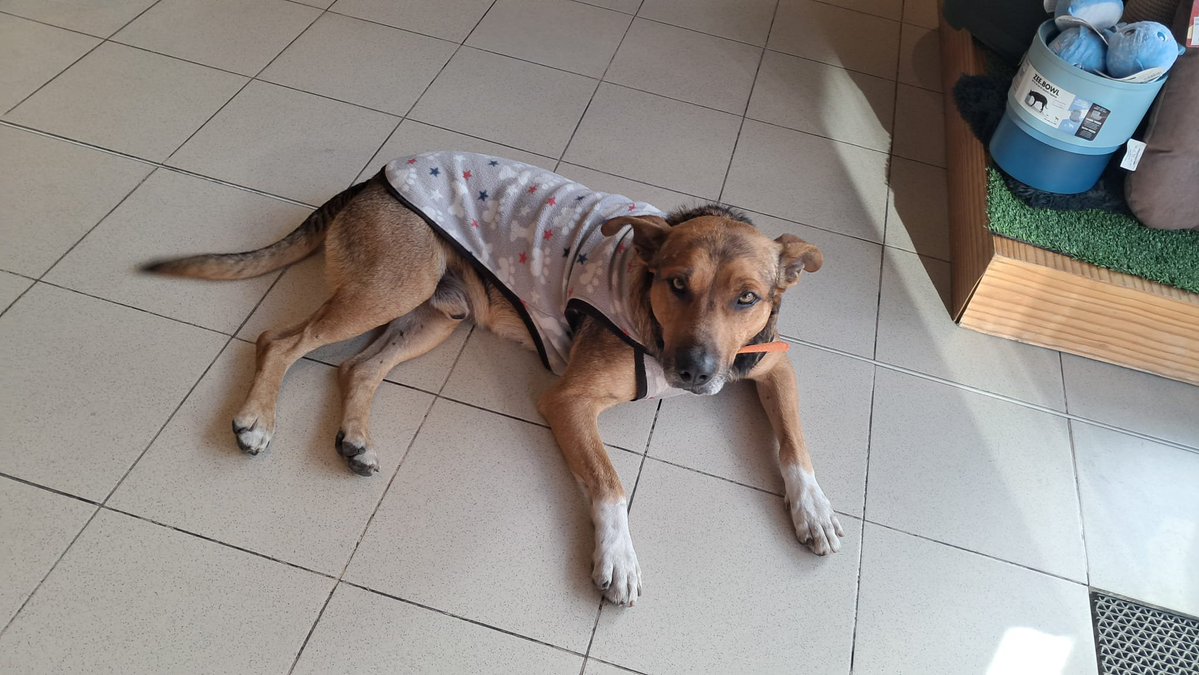 sofinb27's tweet photo. Encontrado en La Blanqueada, busca a sus dueños. Gracias https://t.co/XBCHm7dwck