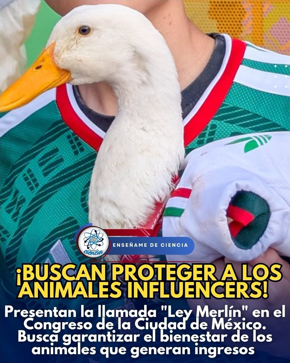 EnsedeCiencia's tweet photo. 🚨Presentan la llamada "Ley Merlín" en el Congreso de la Ciudad de México. La propuesta plantea que los recursos obtenidos se reflejen en beneficios para ellos, como atención veterinaria, alimentación, cuidados especializados y mejores condiciones de vida. https://t.co/VAiPIu79ZL