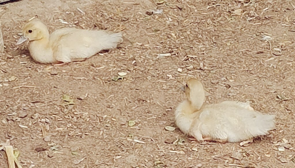 okblz's tweet photo. Say hello to my duck https://t.co/76PvLPSmX8