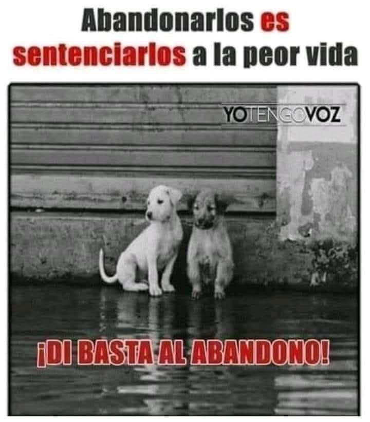 jhonnyagm17's tweet photo. @isaacrrr7 Que alegría tan grande, espero que al súper firulay 🐶 no le haya pasado nada 😄 https://t.co/gJXkkPMM93