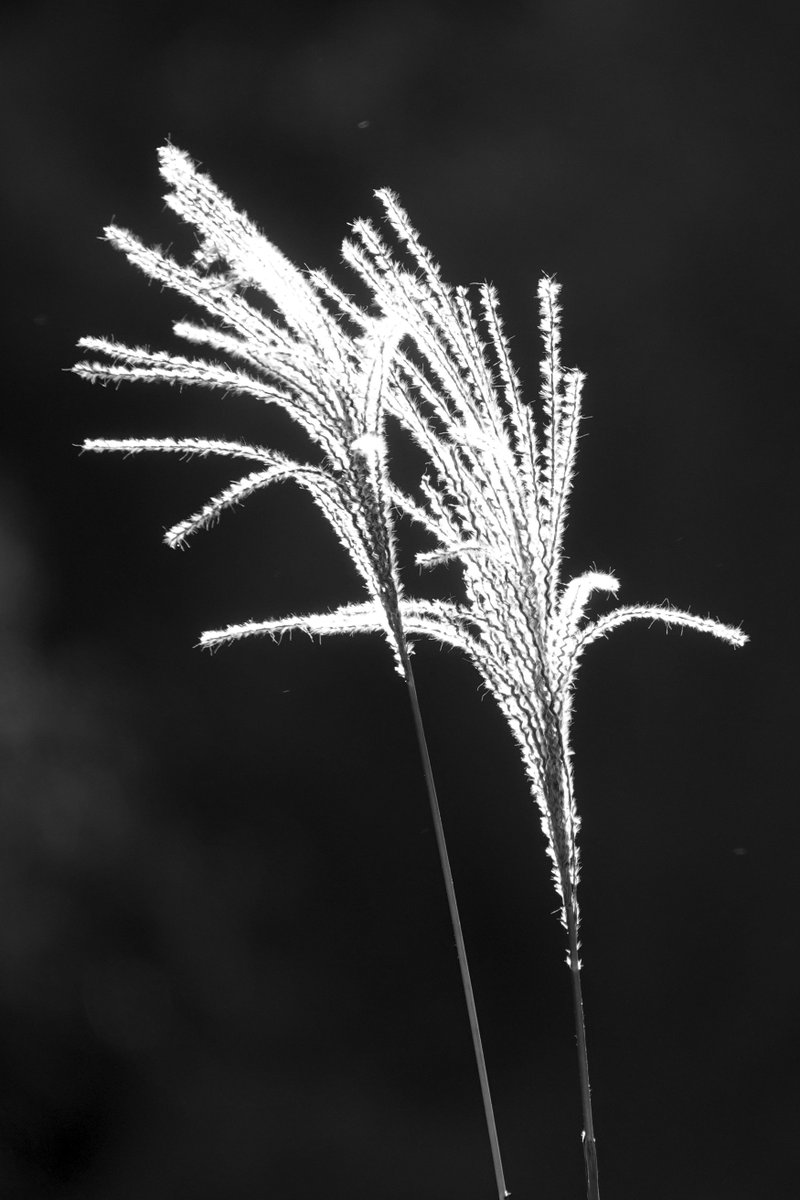 orbgirl1's tweet photo. Nature's #fireworks. This and other images are currently on sale at my photo website (https://t.co/4frwGnPBU3). The images are also available as greeting cards, mugs, phone cases, and more. #photography #july4 https://t.co/OzgULY9qtW