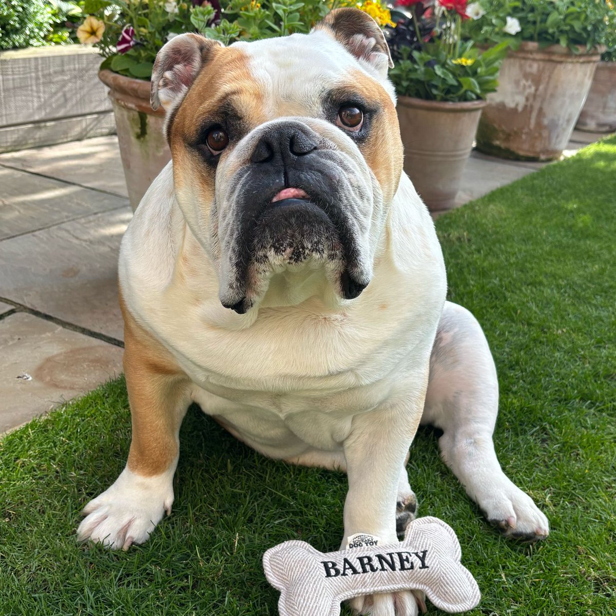 barney_bulldog's tweet photo. Happy Sunny Saturday ☀️☀️☀️ and for my friends and followers in 🇺🇸 Happy #IndependenceDay 250! 🐶🐾❤️ Barney #BarneyTheBulldog #DogsOfTwitter #DogsOfIG #EnglishBulldog https://t.co/KgcUEZcsId
