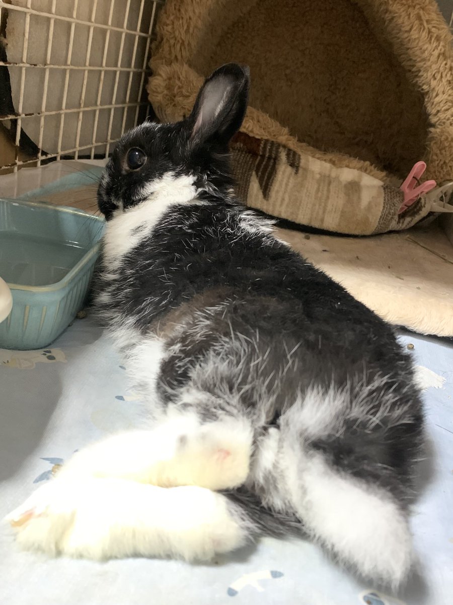 kenkenlip7's tweet photo. 飼い主の理性が試されている

#うさぎ
#ミックスうさぎ https://t.co/sC0imd6uUj