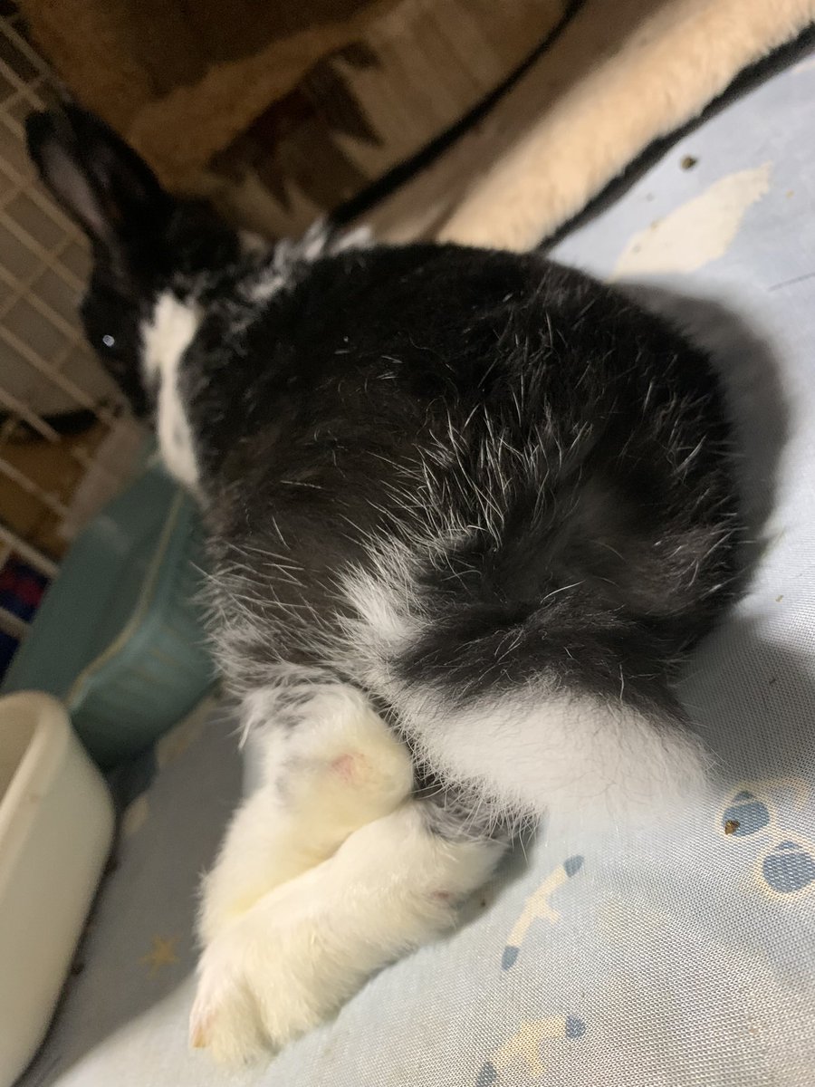 kenkenlip7's tweet photo. 飼い主の理性が試されている

#うさぎ
#ミックスうさぎ https://t.co/sC0imd6uUj