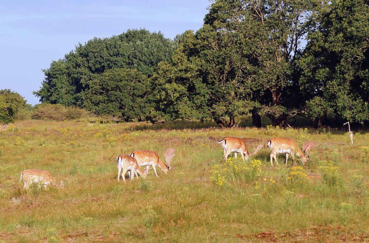 AssieSteen's tweet photo. Vanmorgen weer eens naar de AWD bij De Zilk geweest 😊✨
Het was erg mooi 🥰 veel prachtige 🦌🦌🦌
Heel veel libelles 🚁, vlinders 🦋, etc 💚
En een julikever, precies op tijd 😉😂 best groot zijn die! https://t.co/e0llSoOW77