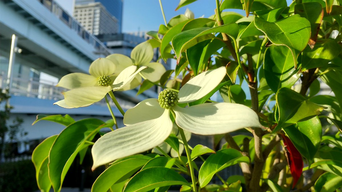 treemlight's tweet photo. #TLを花でいっぱいにしよう
#キリトリセカイ https://t.co/ovQD669Utx